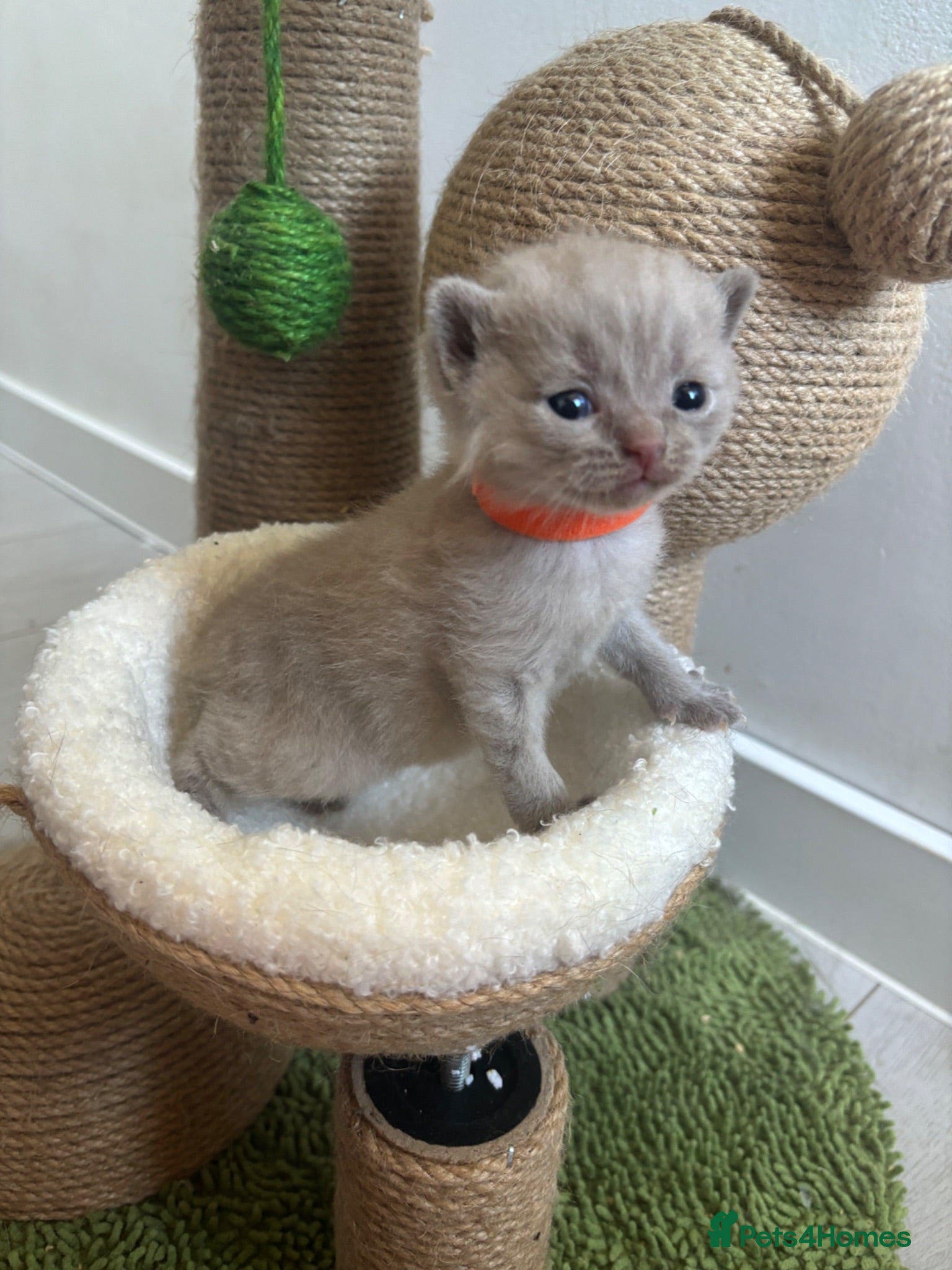 Scottish Fold cats Stunning Scottish fold/straight kittens😻 - Advert 2