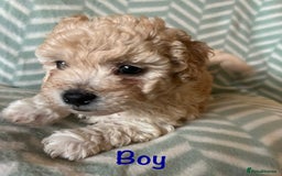 Mixed Breed dogs for sale: Beautiful Malshi-Poo Puppies (Shmoodles) ❤️ - Image 1