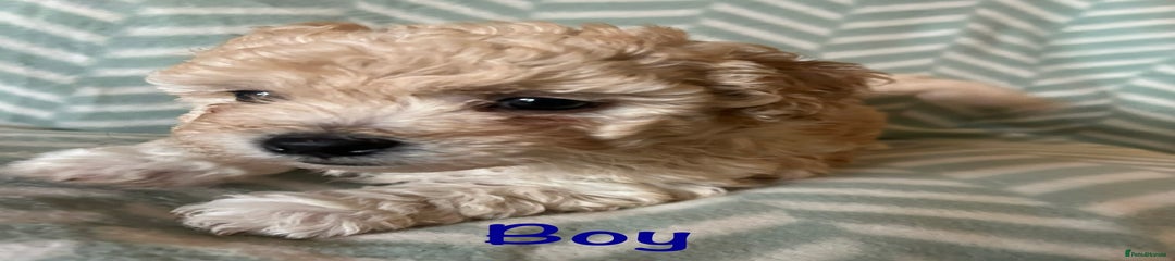 Mixed Breed Puppy 1