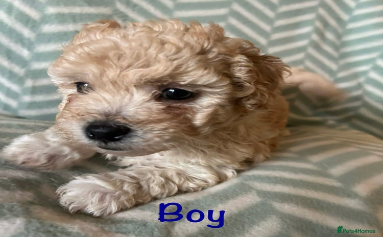 Mixed Breed dogs - Advert 4