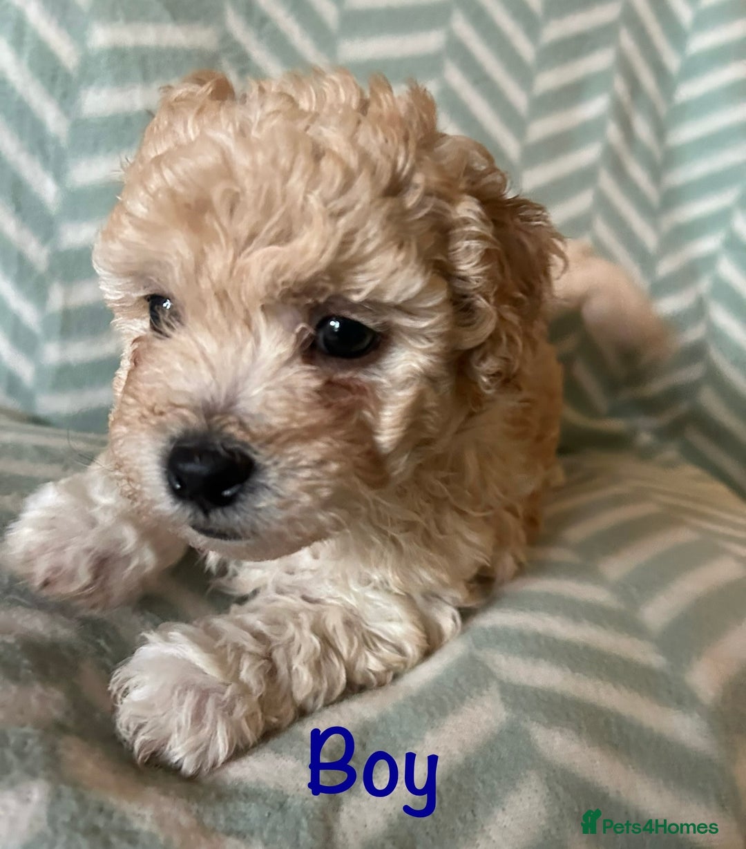 Mixed Breed dogs for sale: Beautiful Malshi-Poo Puppies (Shmoodles) ❤️ - Image 1