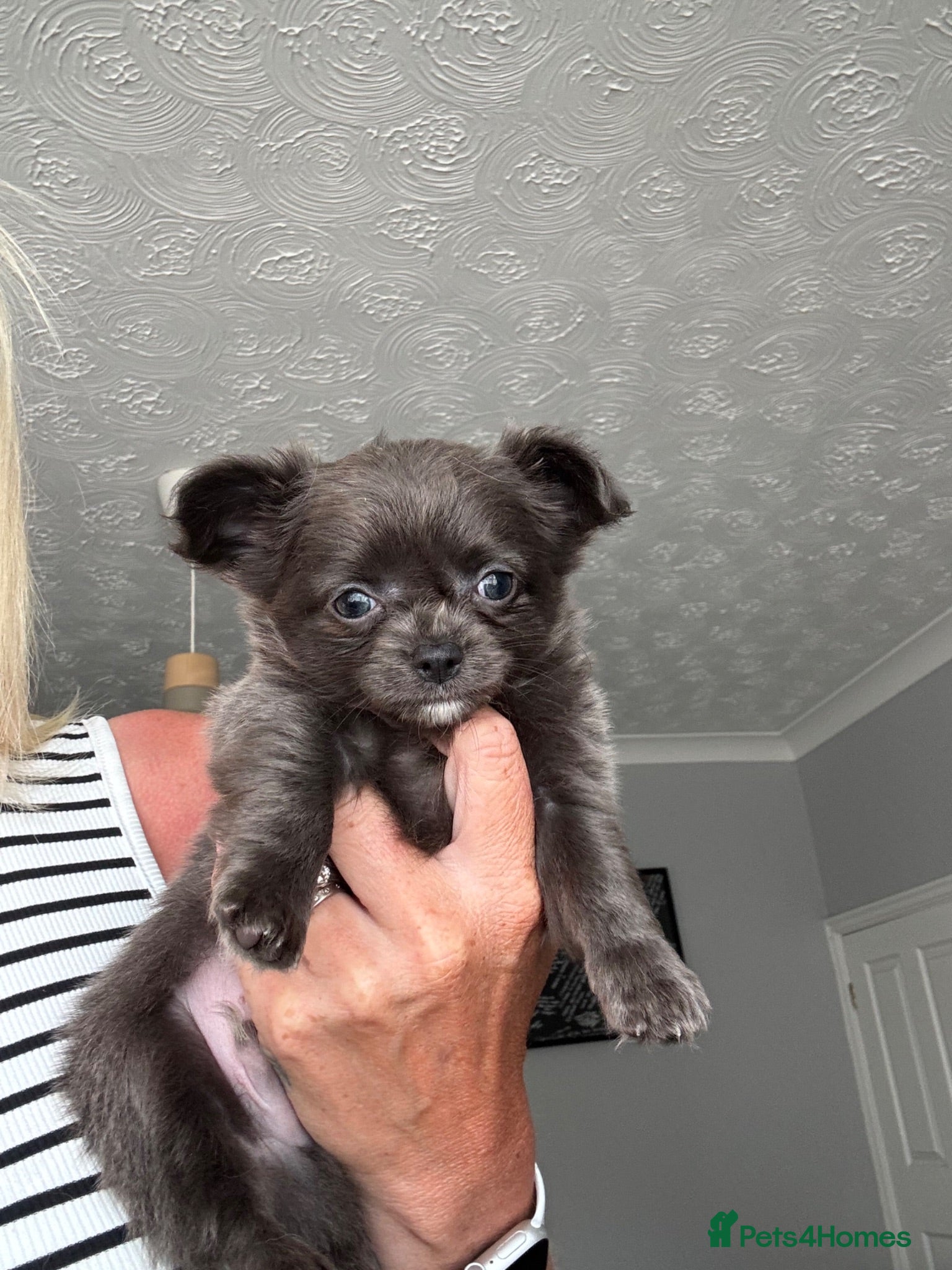 Chihuahua dogs Stunning chihuahua pups READY TO LEAVE  - Advert 2