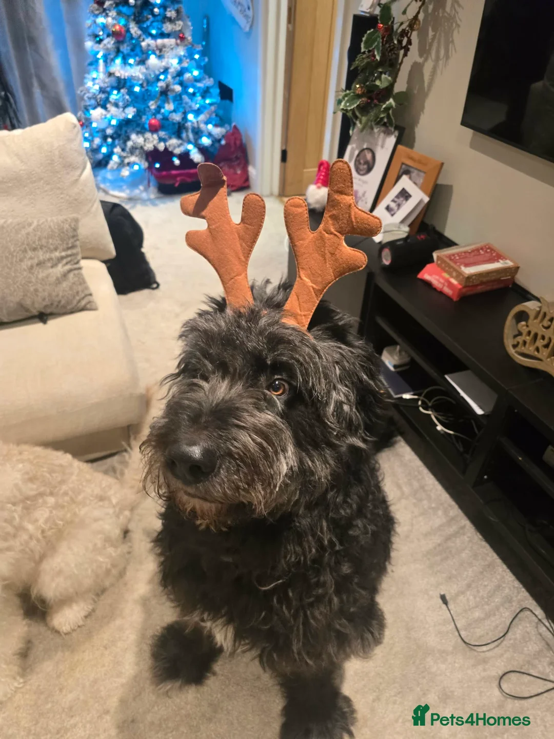 Saint Berdoodle dogs for sale: Wade the Saint berdoodle  in Stoke-on-Trent - Advert 3