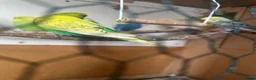 Budgerigars birds for sale: Lovely lutino pair in breeding condition and budgi - Advert 10