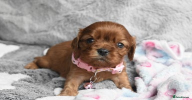 Cavalier King Charles Spaniel dogs - Advert 12
