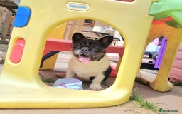 French Bulldog dogs for sale: Pink floodle producer Male - Image 1