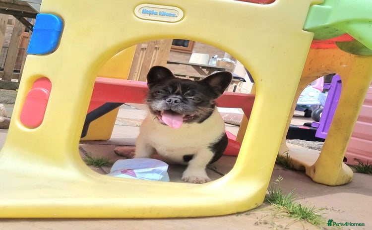 French Bulldog dogs - Advert 2