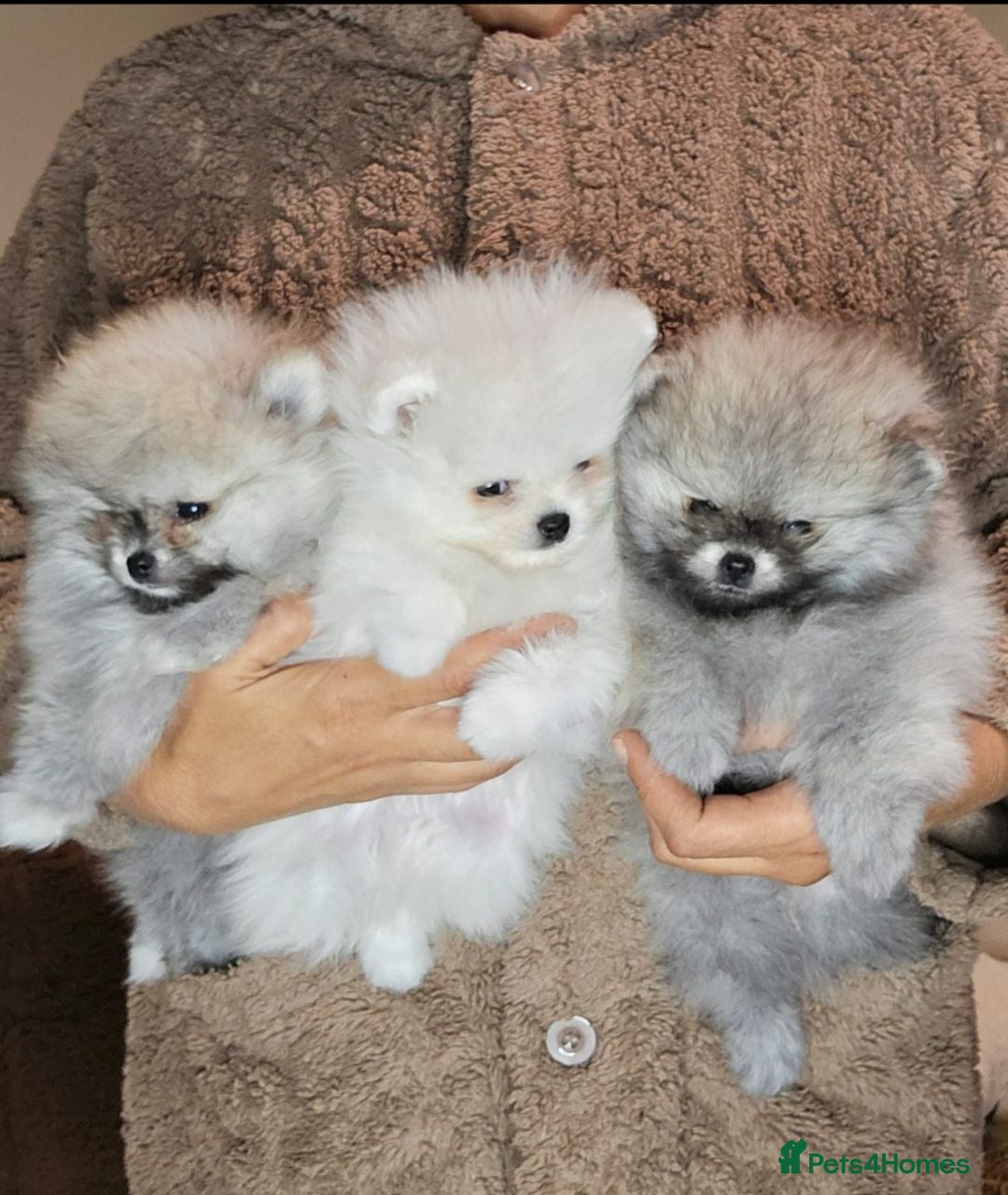 Pomeranian dogs Amazing toys pomeranian puppies  - Advert 2
