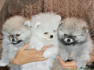 Pomeranian dogs Amazing toys pomeranian puppies - Advert 2