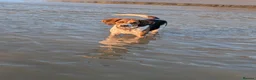 Mixed Breed dogs for adoption: ❤️🐶 DAISY – SHE DOESN'T WANT MUCH... - Advert 5