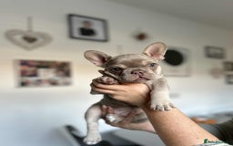 French Bulldog dogs for sale: Frenchbulldog puppies for sale - Image 5