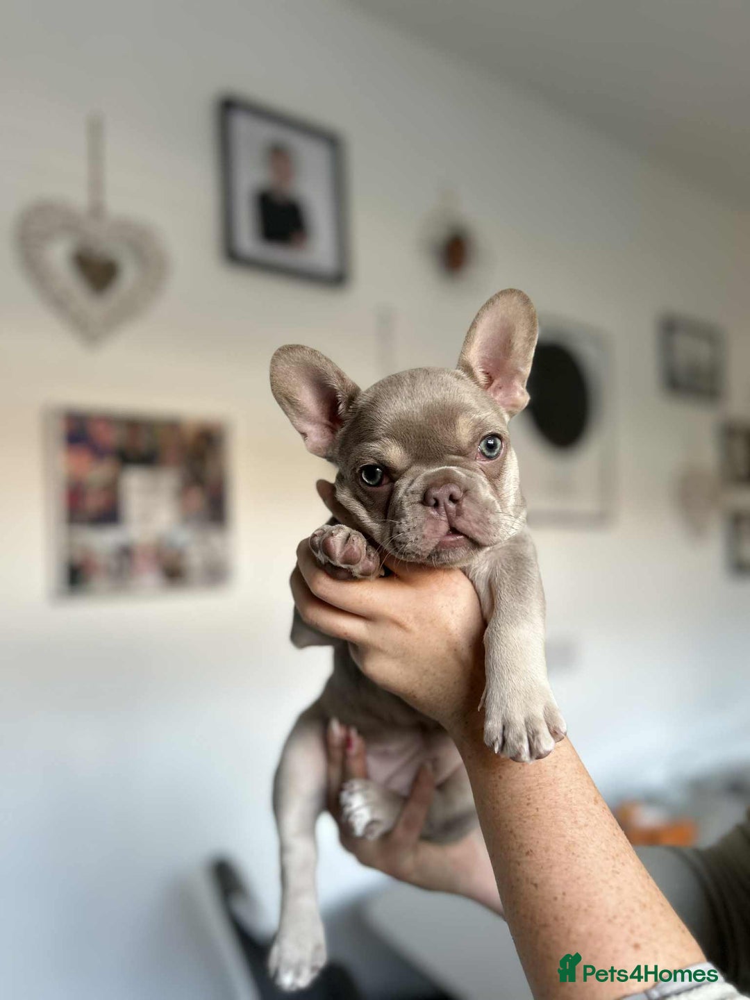 French Bulldog dogs for sale: Frenchbulldog puppies for sale - Image 5