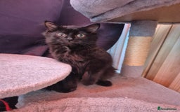 Mixed Breed cats for sale: Mixed kittens - Image 4