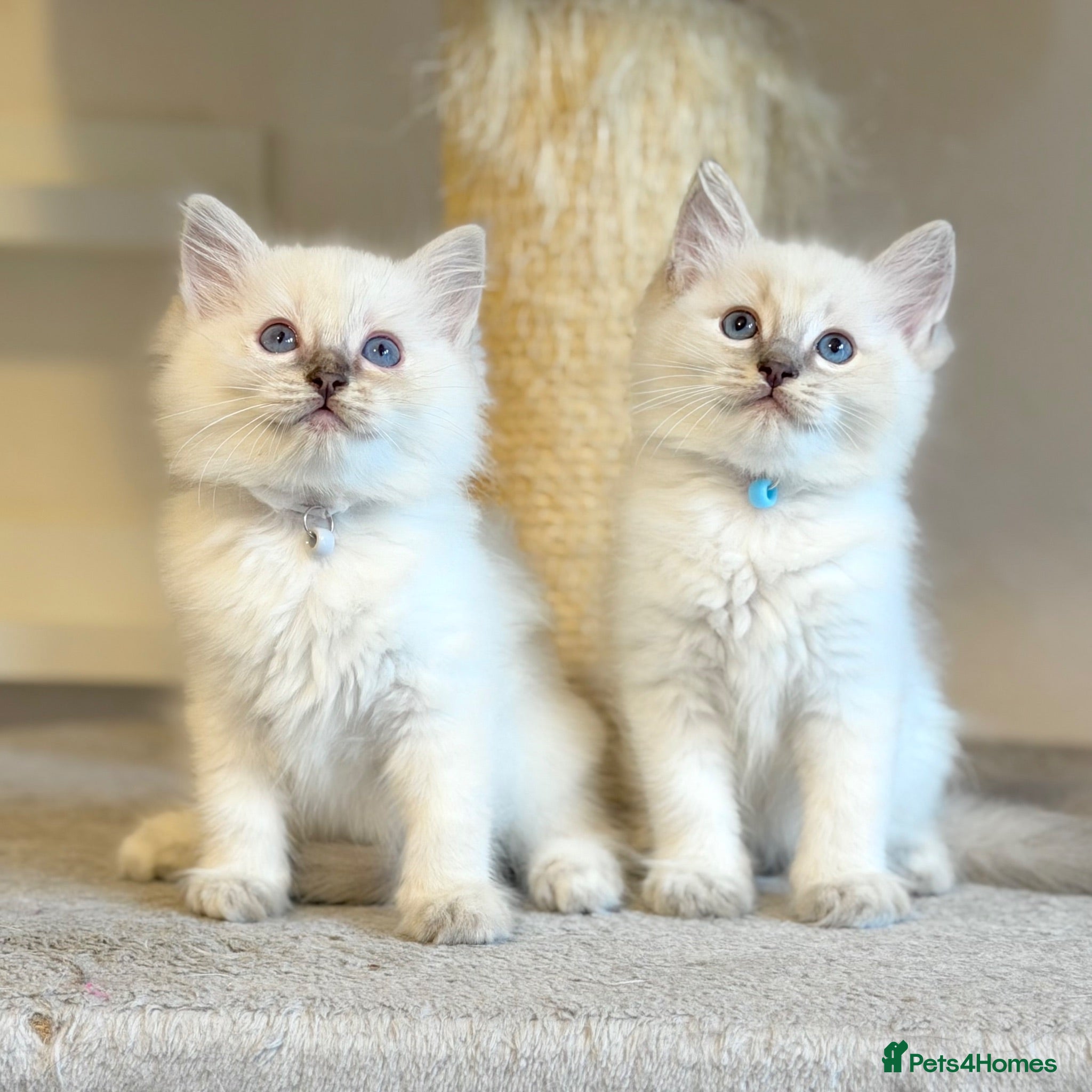 Ragdoll cats 1 Boy & 1 Girl Left - TICA Registered - Advert 1