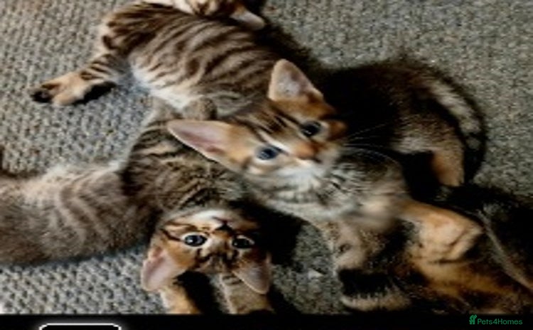 Bengal cats Cute bengal kittens  - Advert 5