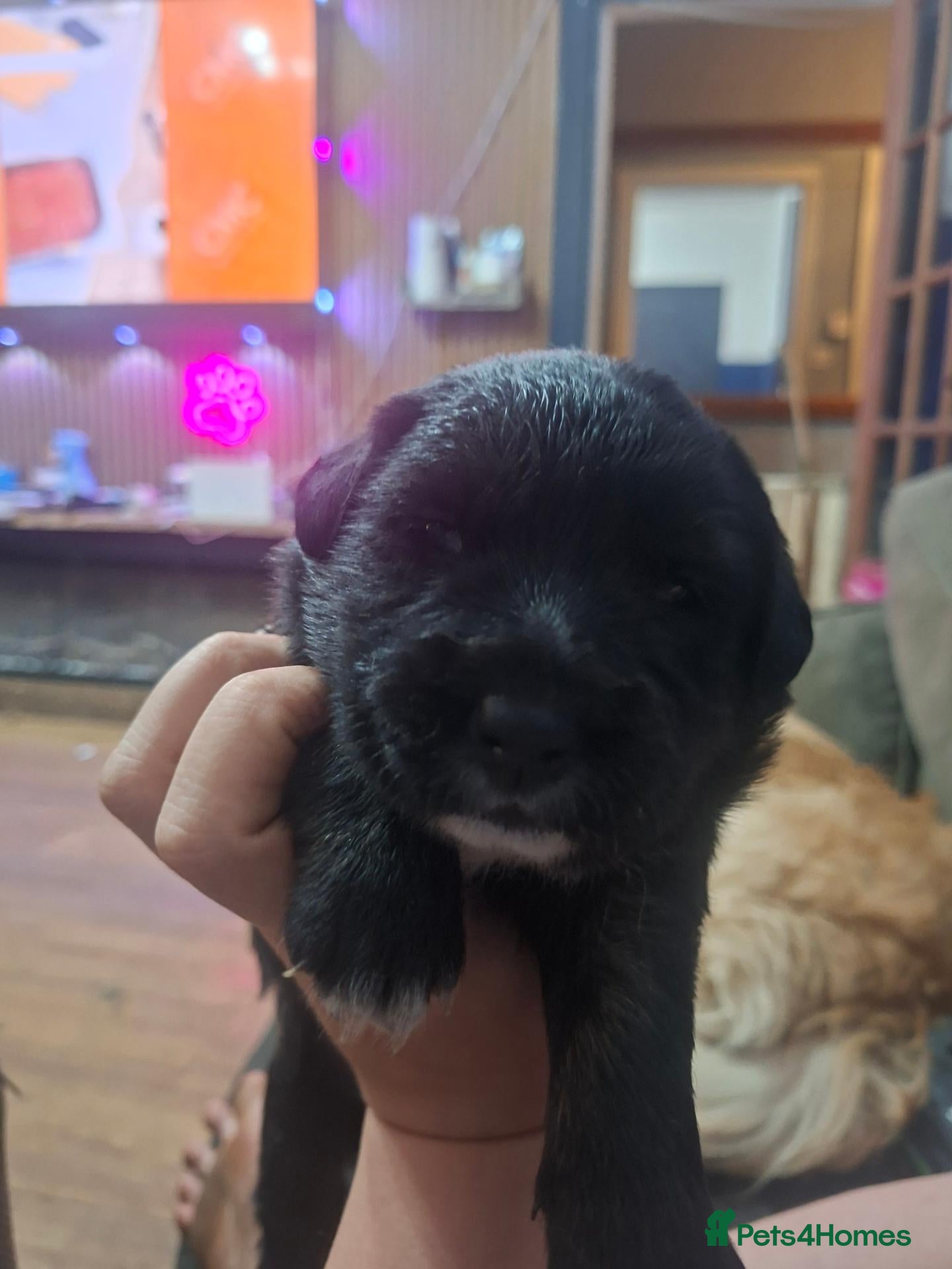Mixed Breed dogs Gorgeous f1 border retreiver pups - Advert 2