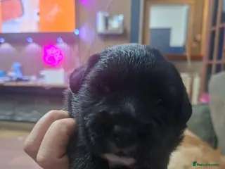 Mixed Breed dogs Gorgeous f1 border retreiver pups - Advert 2