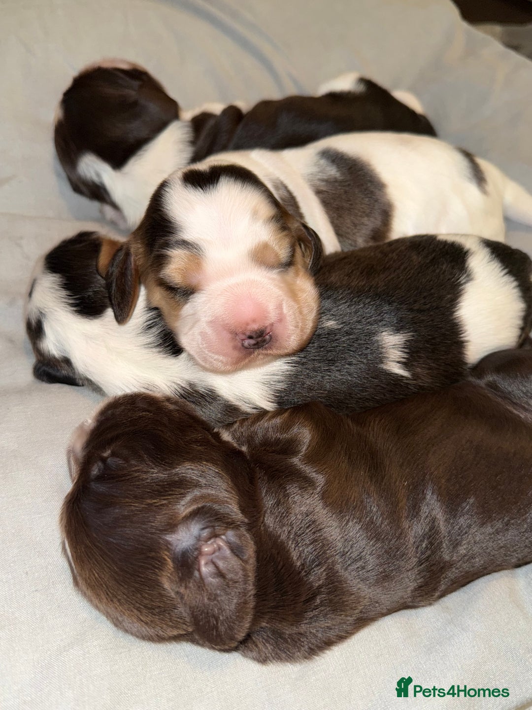 Cocker Spaniel dogs for sale: True to type Show Cocker Spaniels - KC reg parents - Advert 2