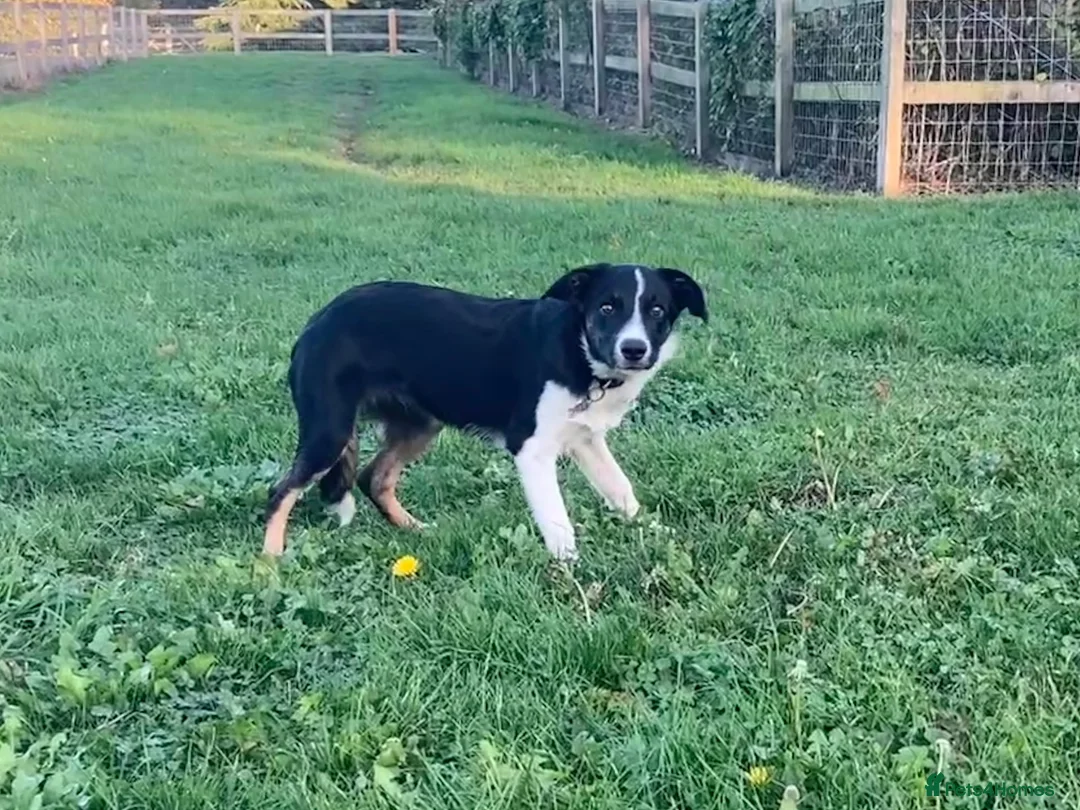 Border Collie dogs for sale: Border Collie pup  - Advert 2