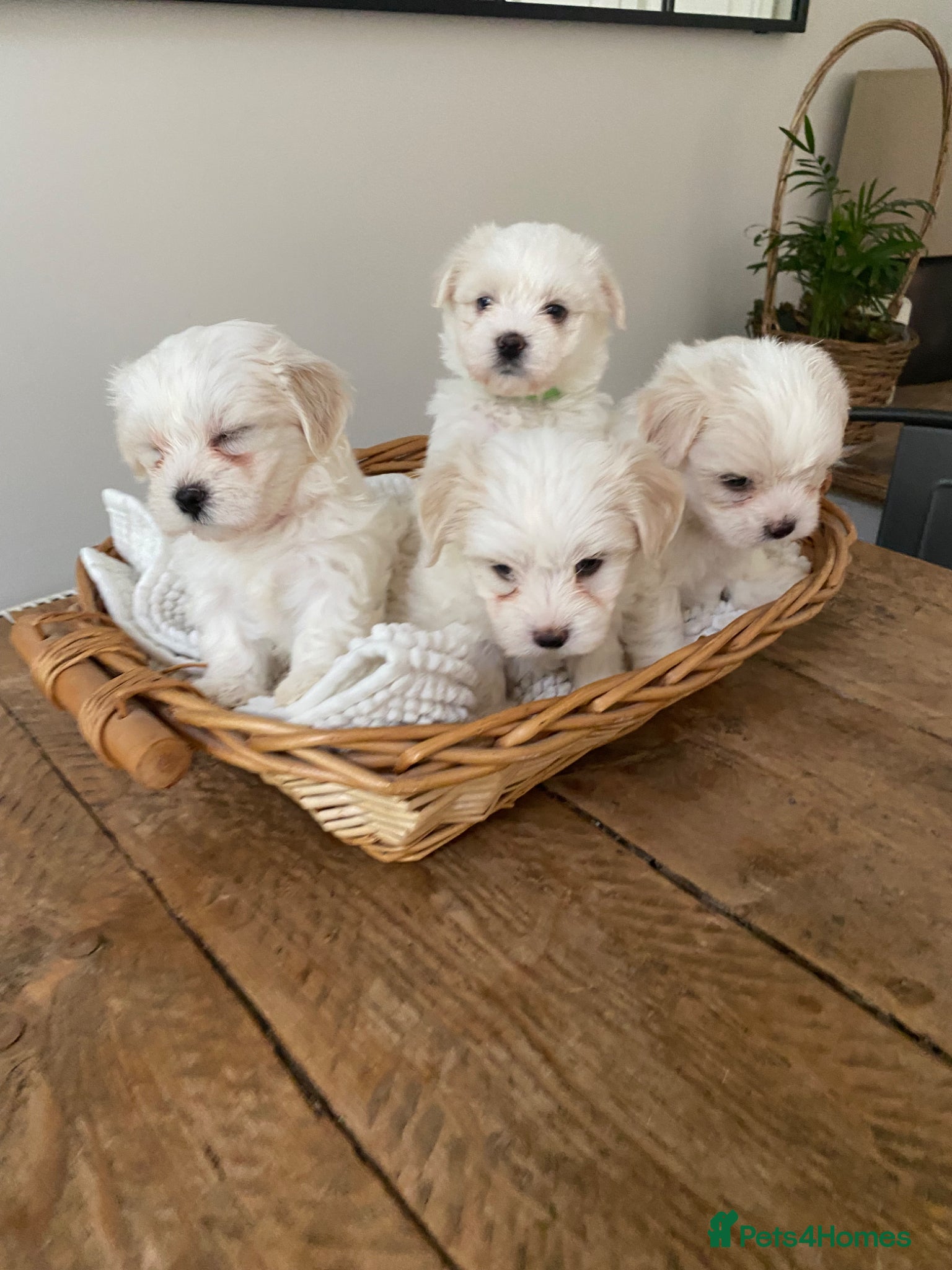 Mixed Breed dogs Lhatese puppies  - Advert 2