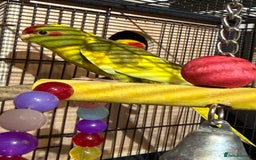 Parakeets birds for sale: Kakarikis For sale  - Advert 8