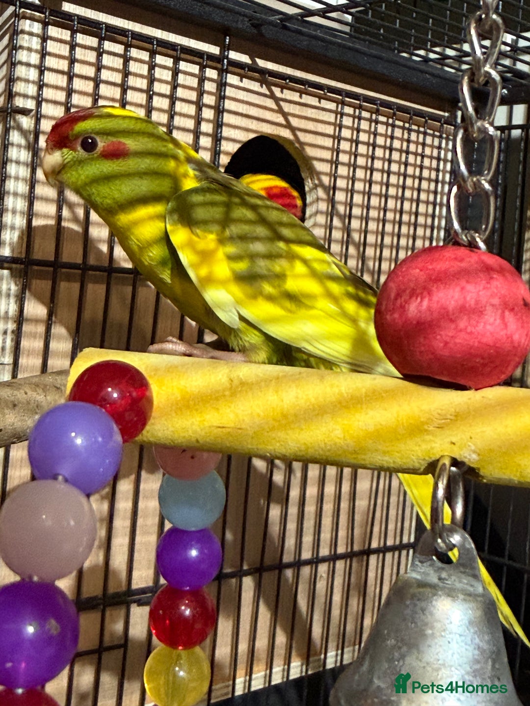 Parakeets birds for sale: Kakarikis For sale  - Advert 8