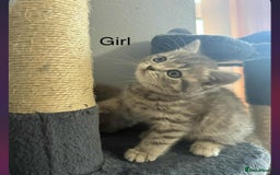 Scottish Fold cats for sale: scottish fold kittens  - Image 18