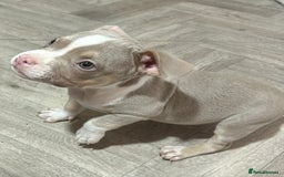 American Bully dogs for sale: Pocket Bully puppy’s  - Image 1