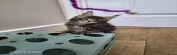 Maine Coon cats for sale: Licensed breeder-maine coon  - Advert 11