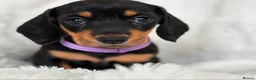 Miniature Dachshund dogs for sale: Miniature smooth coated Dacshund’s  - Advert 9