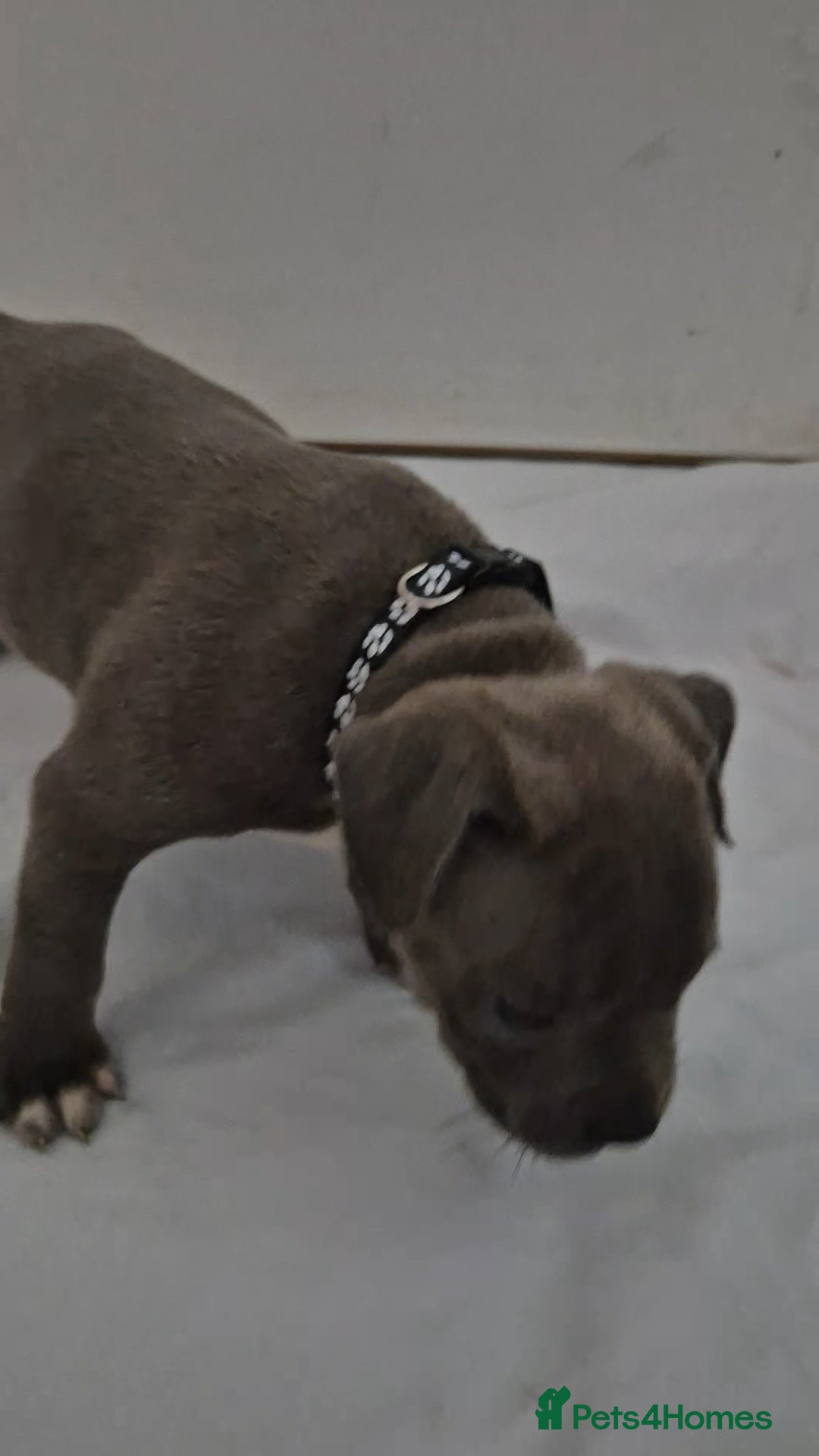 Staffordshire Bull Terrier dogs for sale: Blue Staffs £1,100 Deposit is £245 - Image 4