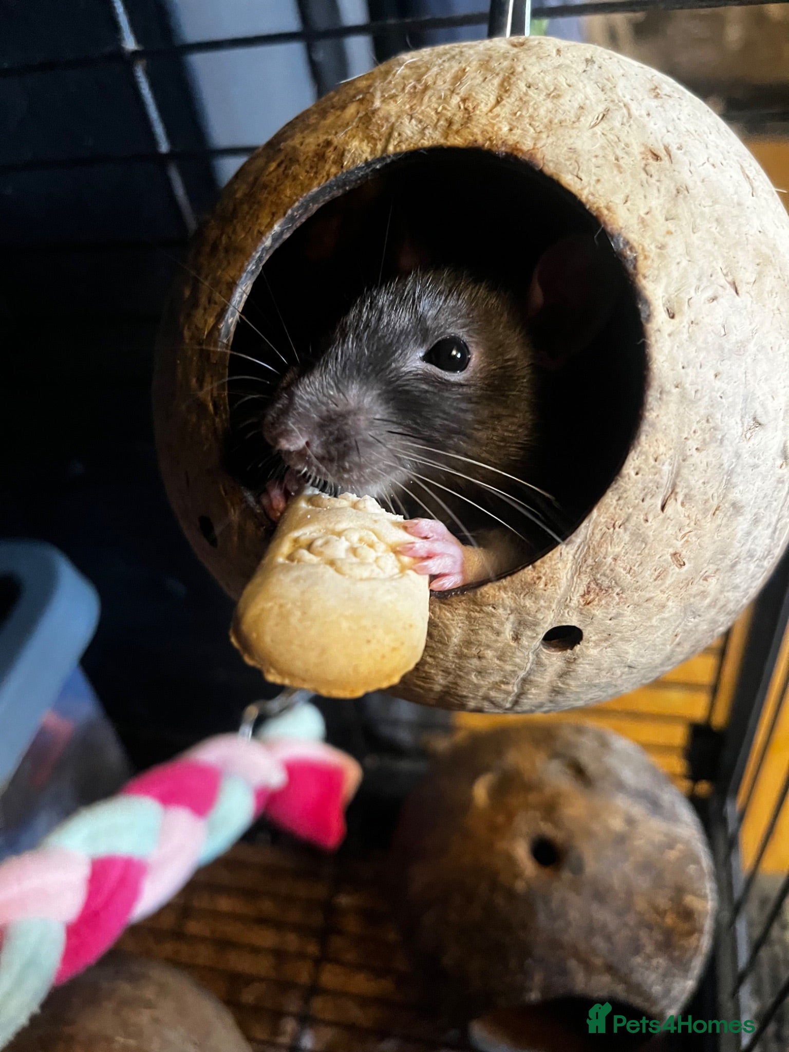 Rat rodents Urgent home needed for female rat - Advert 1