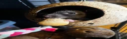 Rat rodents for sale: Urgent home needed for female rat in Nottingham - Advert 1