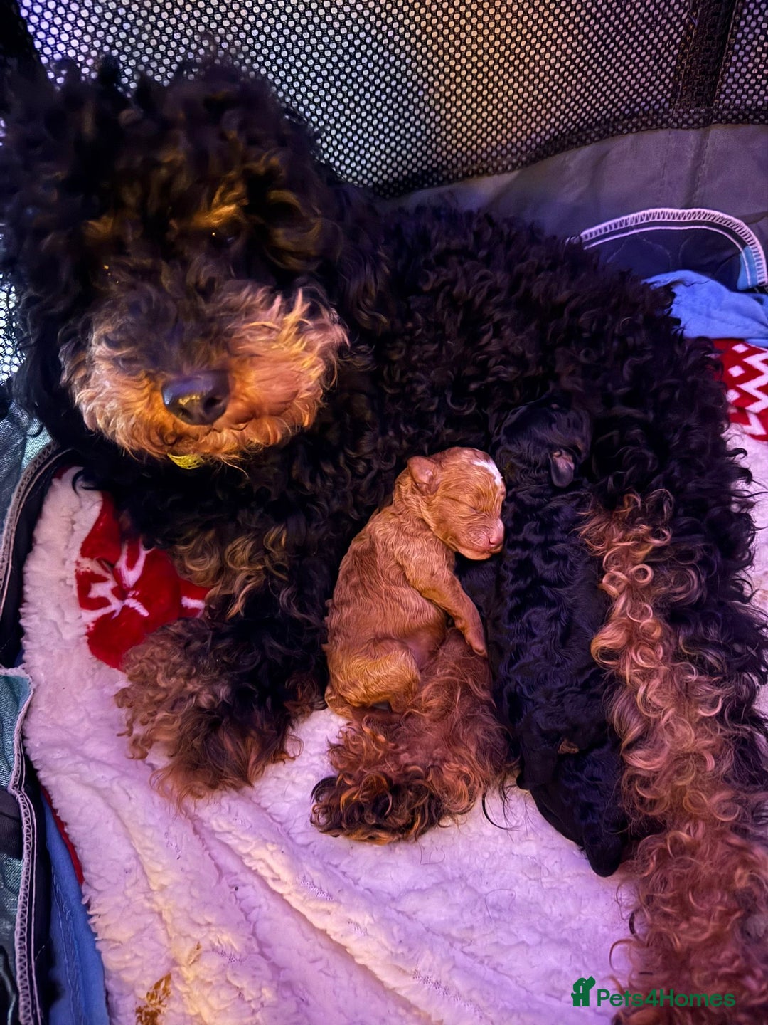 Toy Poodle dogs for sale: Beautiful Red & Phantom Toy Poodle's! KCregistered - Advert 21
