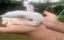 Mini Lion Lop rabbits for sale: Mini lop - Image 18