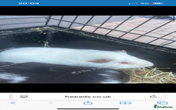 Guinea Pig rodents for sale: Guinea pigs - Image 4