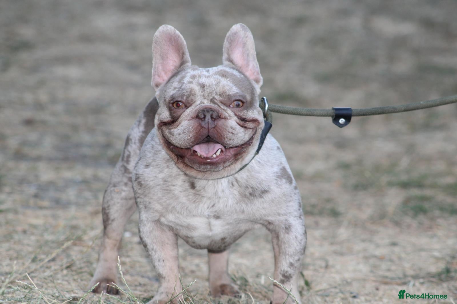French Bulldog dogs Isabella Merle french bulldog stud - Advert 22