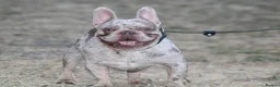 French Bulldog dogs for stud: Isabella Merle french bulldog stud - Advert 1