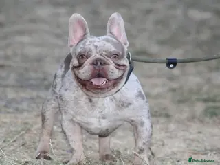 French Bulldog dogs Isabella Merle french bulldog stud - Advert 3
