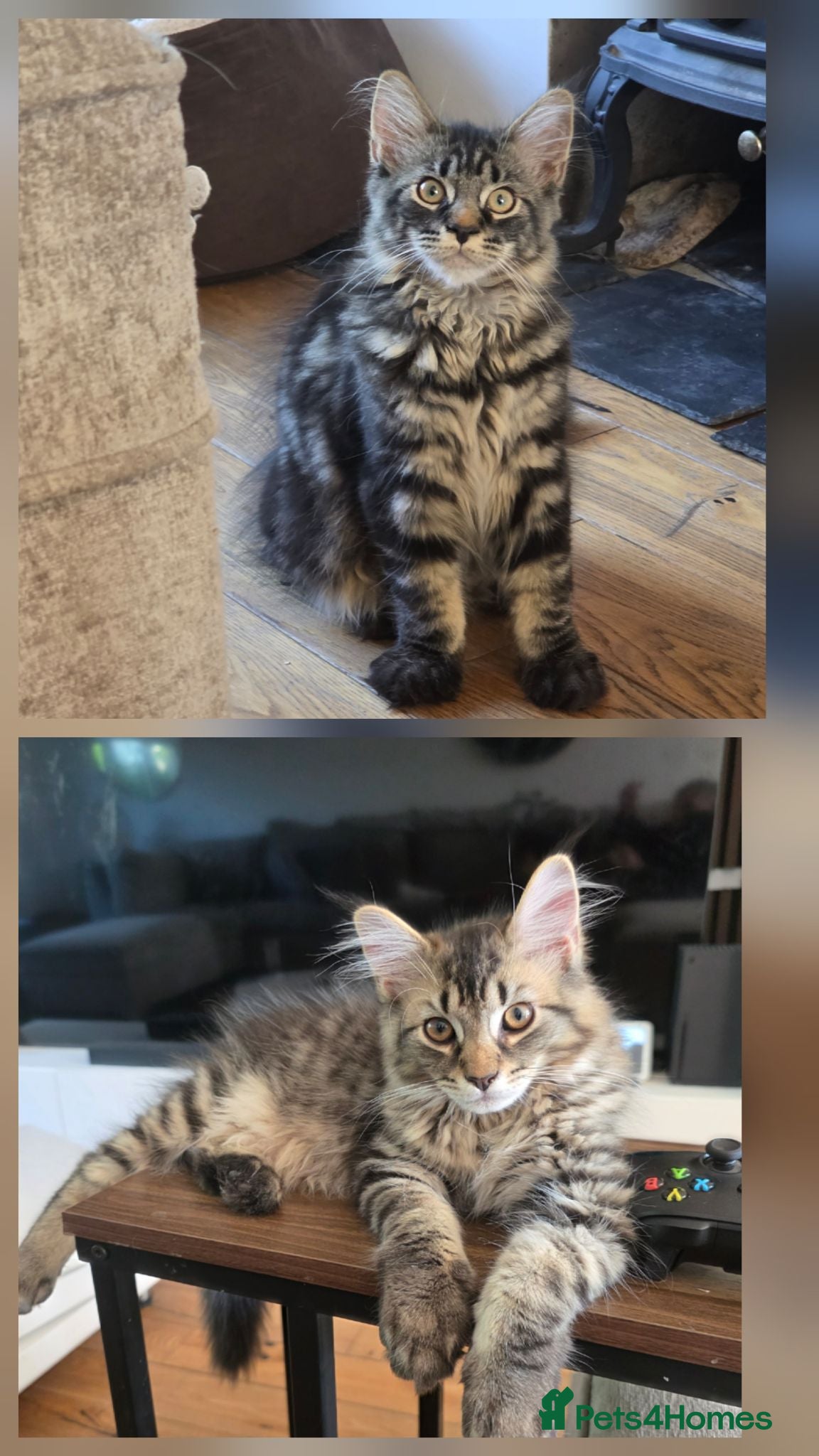 Maine Coon cats Ready now adorable maine coon Kittens 4bs & 1g - Advert 1