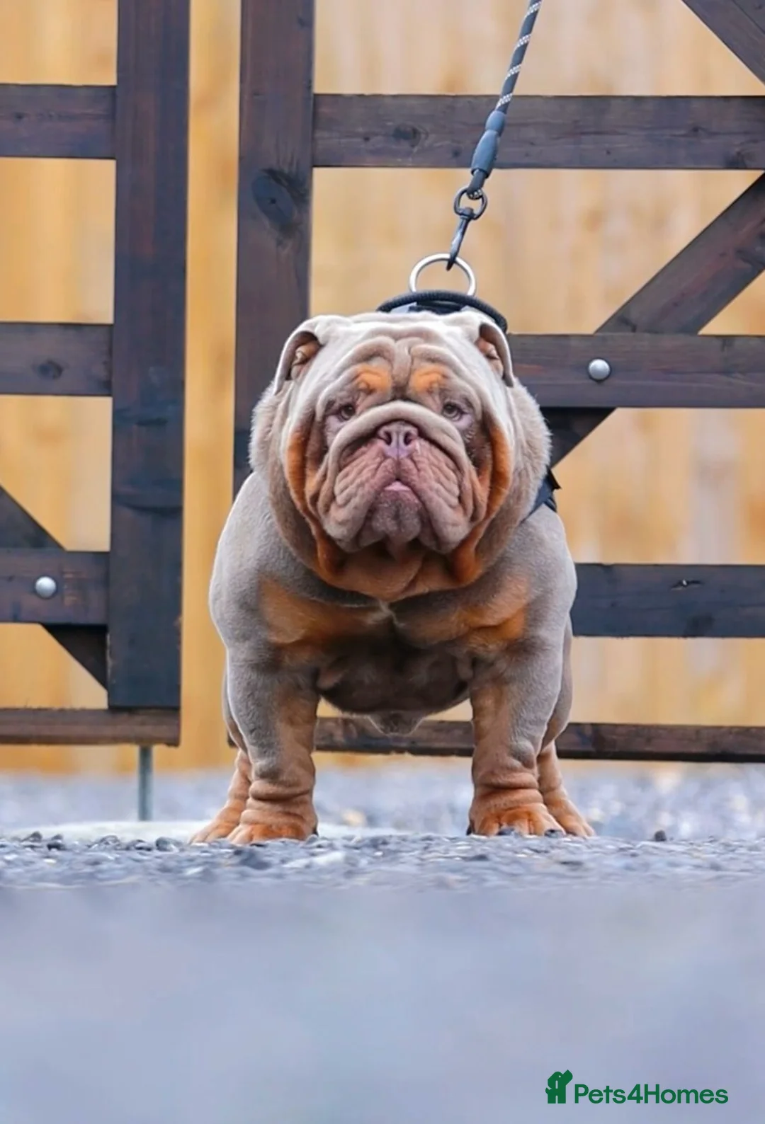 English Bulldog dogs for sale: English bulldog pups for sale - Advert 9