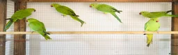 Ringnecks birds for sale: Beautiful young Indian ringneck parrots for sale. - Advert 4