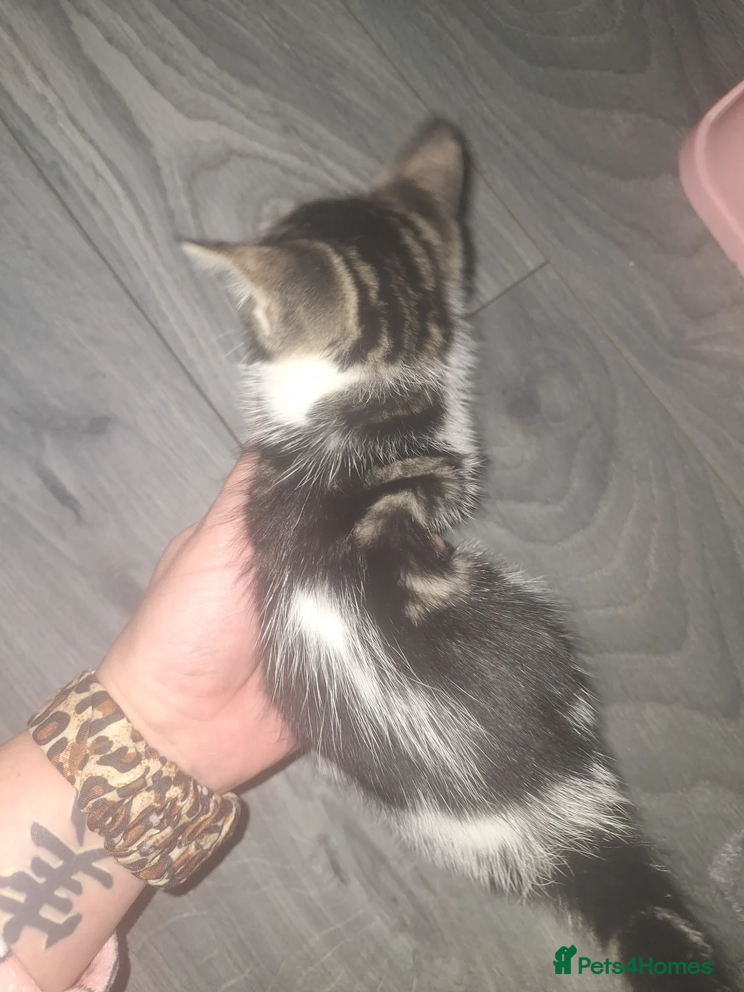 Domestic Shorthair cats for sale: Stunning kitten for sale *1 GIRL LEFT* - Advert 2