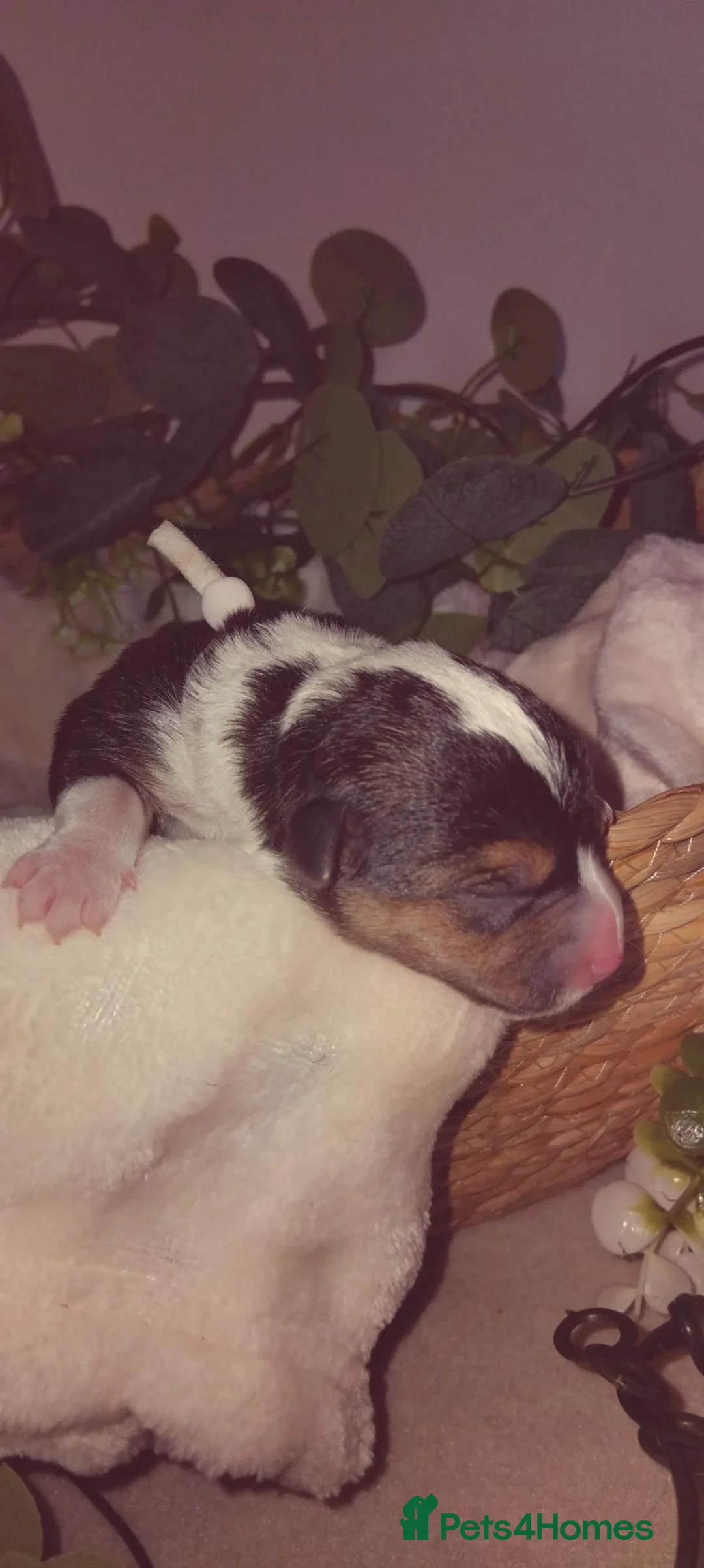 Jack Russell dogs for sale: 🐾 Miniture Jack russell pups 🐾 - Advert 9