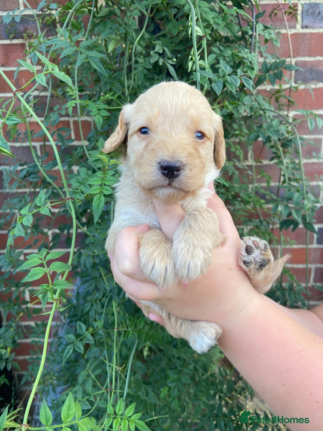 Labradoodle dogs for sale: Miniature F1 labradoodle  - Image 8