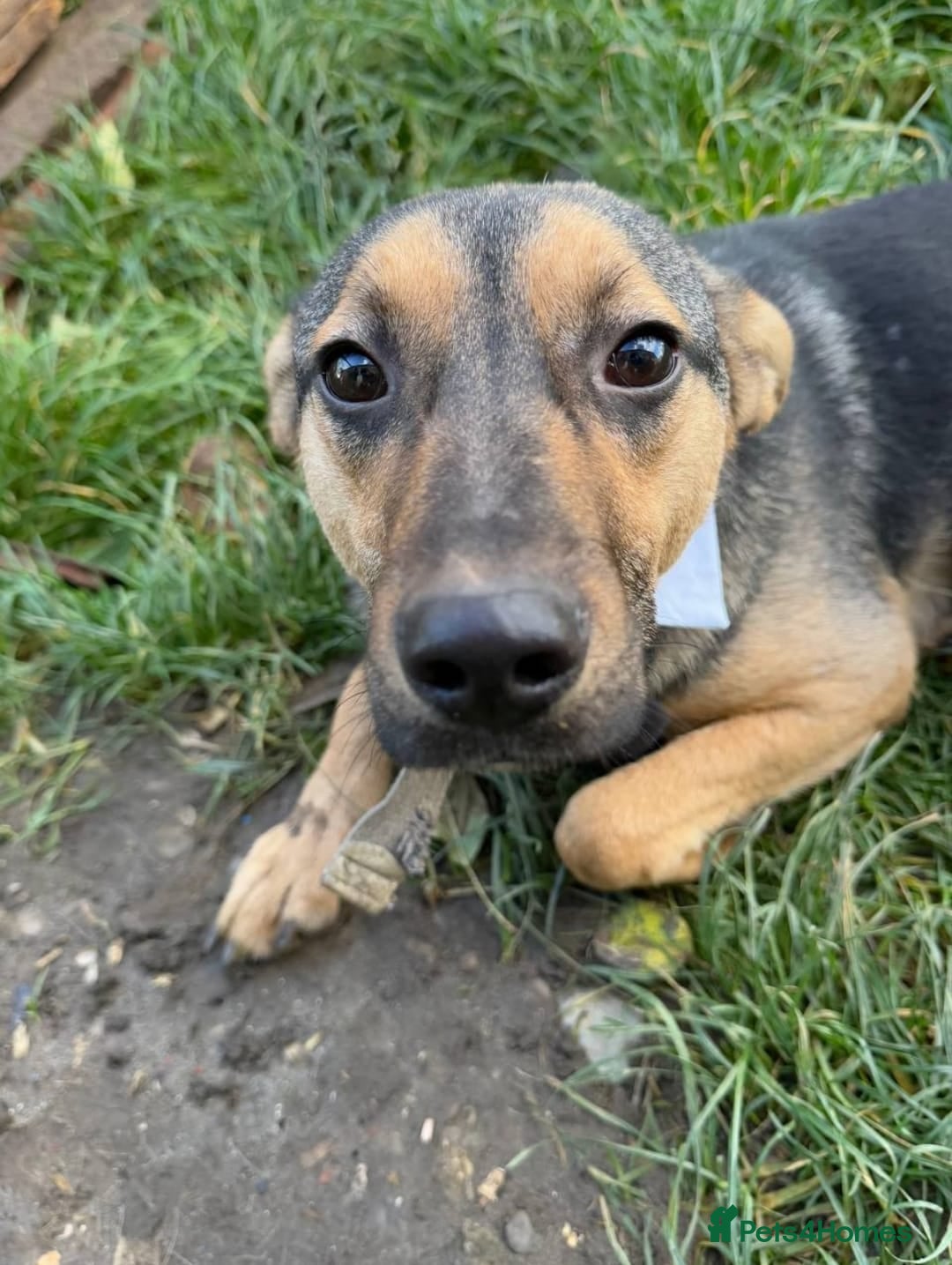 Mixed Breed dogs for adoption: 💙🐶 MOZART 🐶💙 - Advert 13