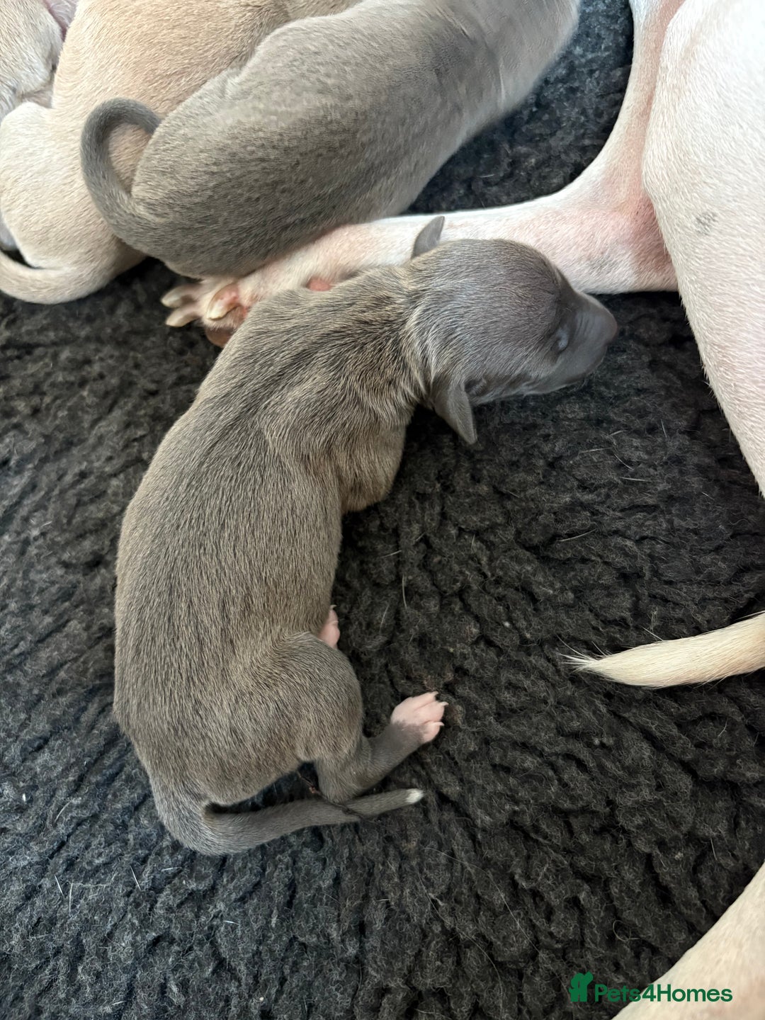 Italian Greyhound dogs for sale: 7/8 Italian Greyhound, 1/8 Whippet Puppies - Image 13