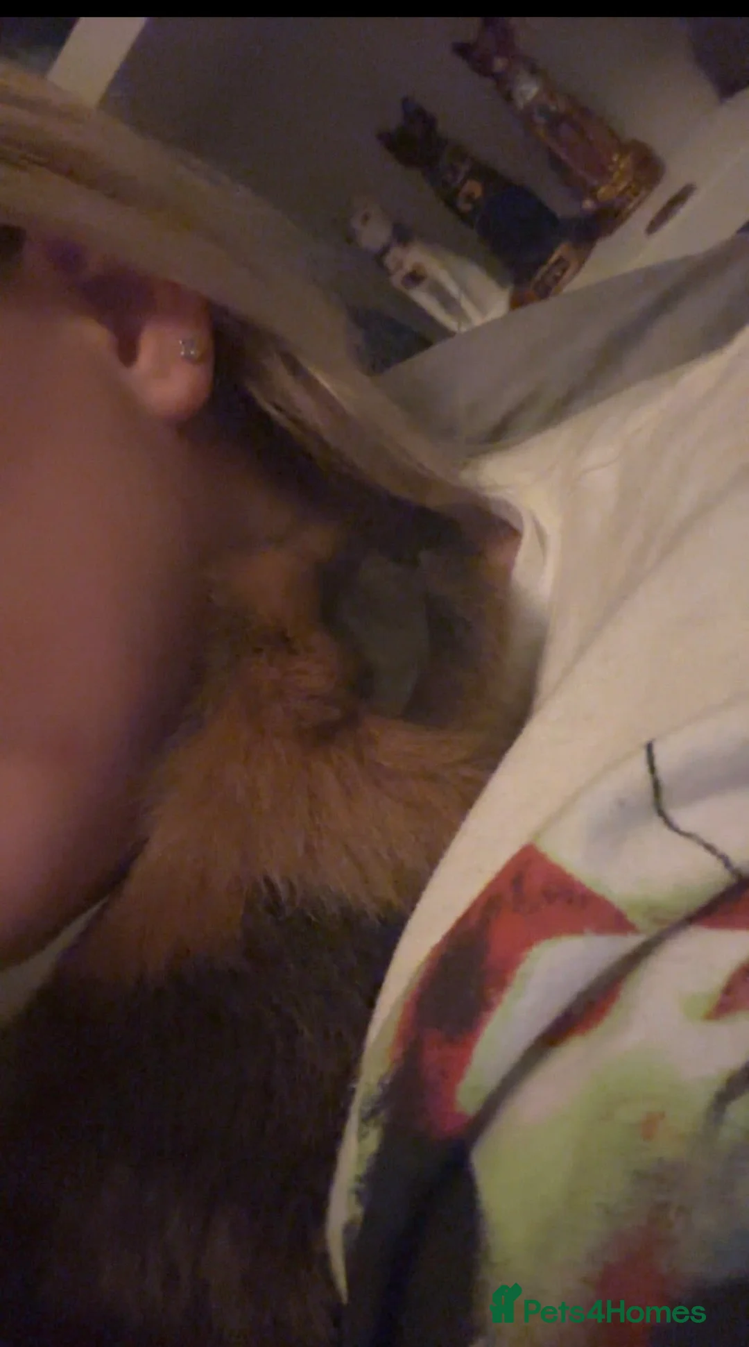 Guinea Pig rodents for sale: 4 month old Male guinea pig. need home immediately in Horsham - Advert 3