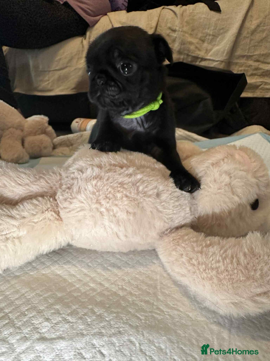 Pug dogs for sale: KCreg pug puppies for sale. - Image 9