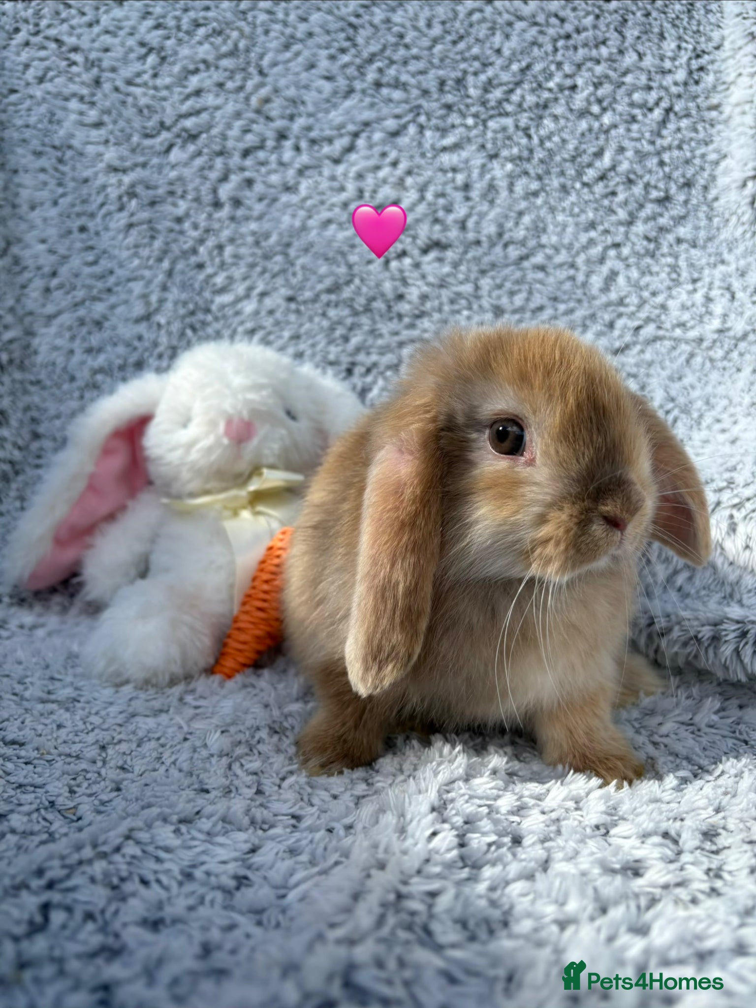 Mini Lop rabbits for sale: Available now! - Advert 4